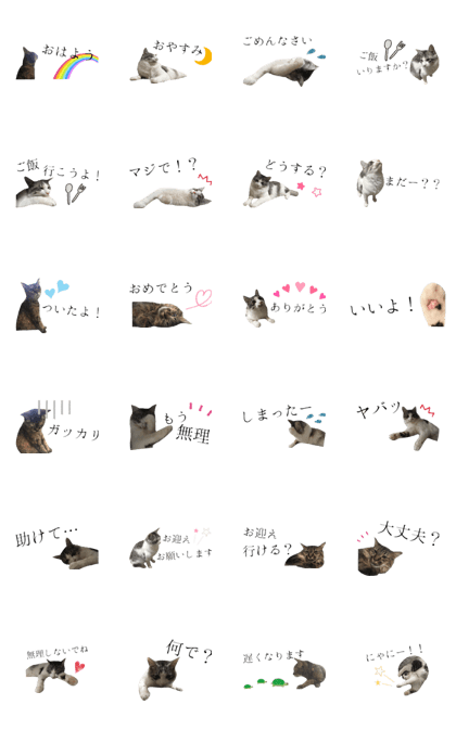 cat of cure response version2