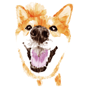 Shiba Inu Say Please