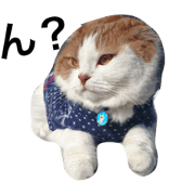 cat mitarashi=^x^=