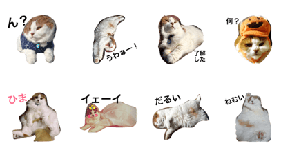 cat mitarashi=^x^=