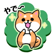 Shiba Inu from Osaka dialect