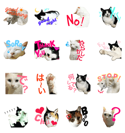 MyCats S  M H