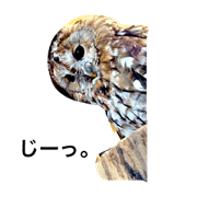 tawnyowl
