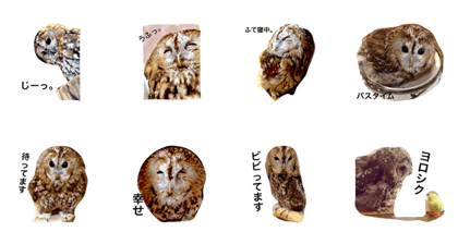 tawnyowl