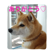 JapaneseDog HANA2