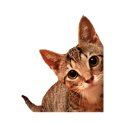 Kijitora Cat Min