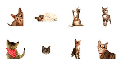 Kijitora Cat Min