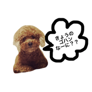 chocotto dog!