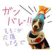 italian greyhound Mochico