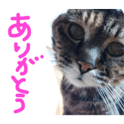 My lovely cat.Lucky