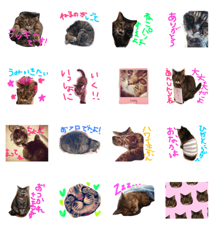 My lovely cat.Lucky