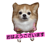 chihuahua issa