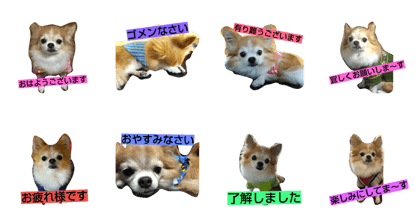 chihuahua issa