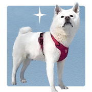 Cute dog Tsubaki-chan