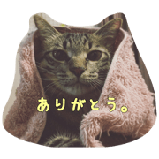tabby.riki