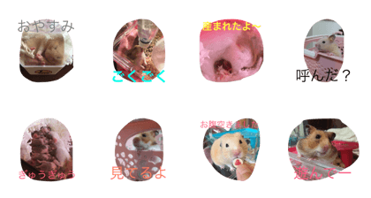 hamhamchan