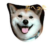 shibainu fuku