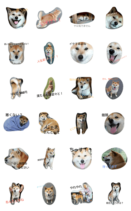 shibainu fuku