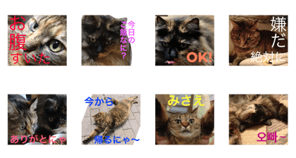 MY LOVELY CATS3