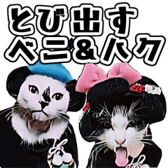 Jump out! [Protective cat Beni and Haku]