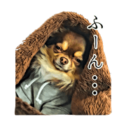 chihuahuaers