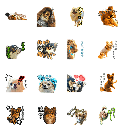 chihuahuaers