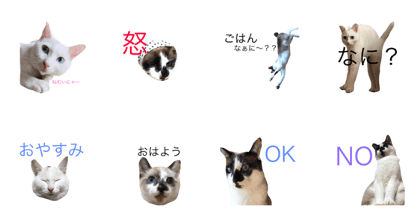Qoo and Foo