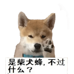 Shiba Inu is, Tweet when you are young 2