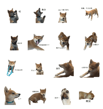 Shiba Inu is, Tweet when you are young 2