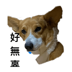 可愛柯基犬嘟嘟