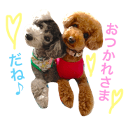 Toypoodle Sisho and Gin