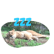 Animals01