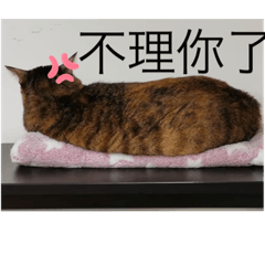 小虎妞妞-日常相簿