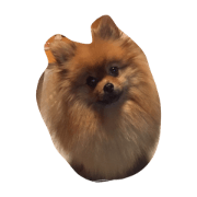 pomeranian no popochan