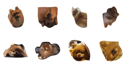 pomeranian no popochan
