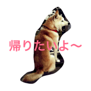 ANAN STAMP2