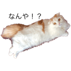 So_2021032217295