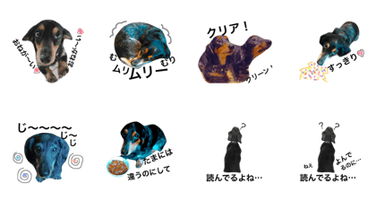 Dachshund siblings get on great together