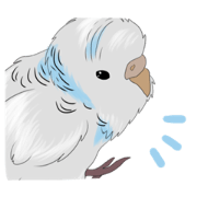 White Budgie