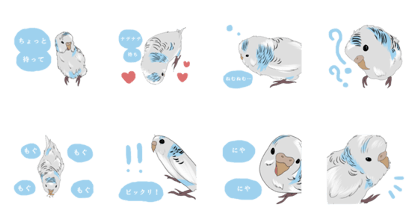 White Budgie