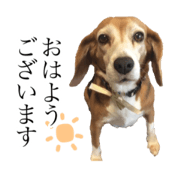 Berry of a beagle!