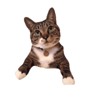 kutsushitacat