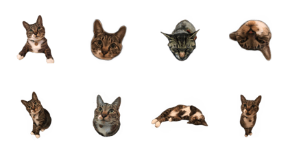 kutsushitacat