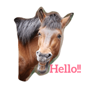 Wild horses