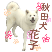 Akitainu Hanako
