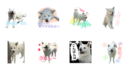 Akitainu Hanako