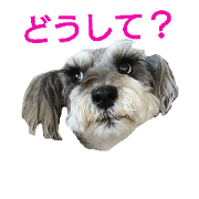 maryailin yorkie,schnauzer