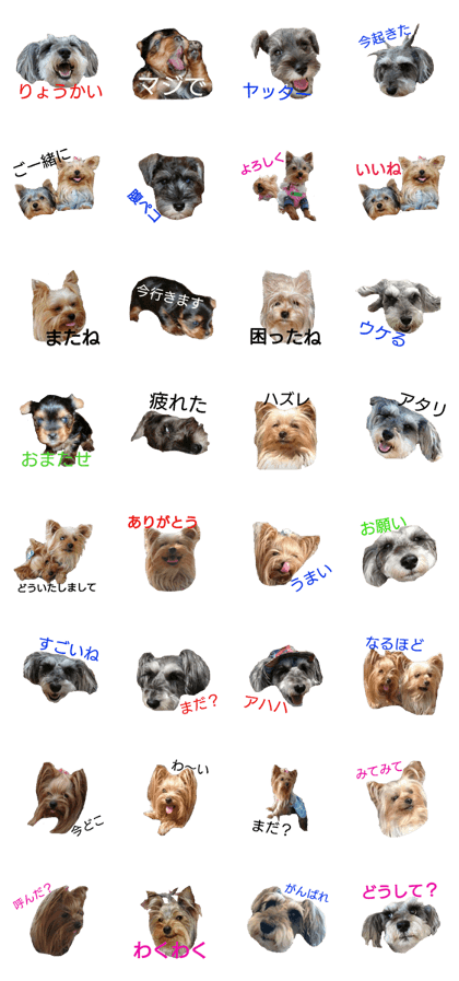 maryailin yorkie,schnauzer