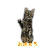 cat's Haru-san3