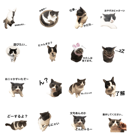 Georgie_cat